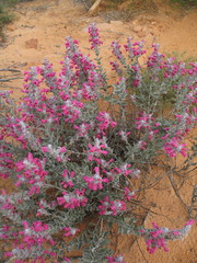 Dasymalla terminalis