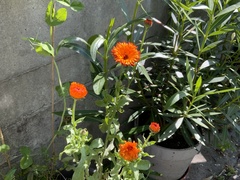 Calendula