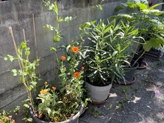 Calendula