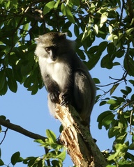 Cercopithecus mitis labiatus