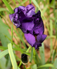 Iris × hybrida