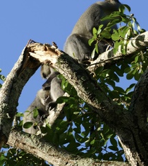 Cercopithecus mitis labiatus