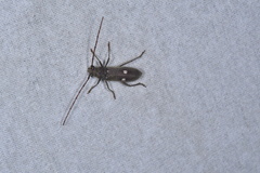 Gnatholea eburifera
