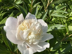 Paeonia