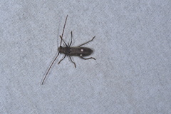 Gnatholea eburifera