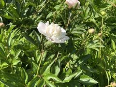 Paeonia