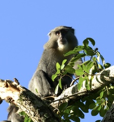 Cercopithecus mitis labiatus