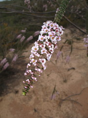 Scholtzia uberiflora