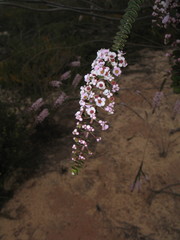 Scholtzia uberiflora