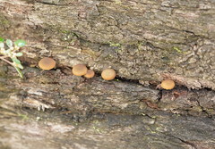 Simocybe phlebophora