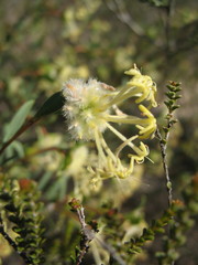 Pimelea angustifolia