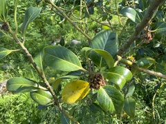 Magnoliopsida