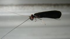 Mystacides sepulchralis