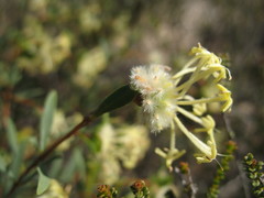 Pimelea angustifolia