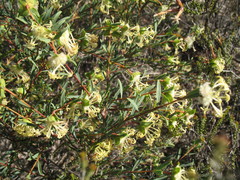 Pimelea angustifolia