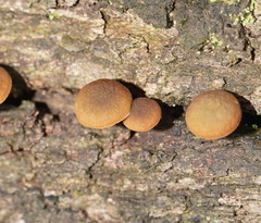 Simocybe phlebophora