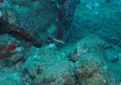 Plagiotremus ewaensis