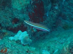 Plagiotremus ewaensis