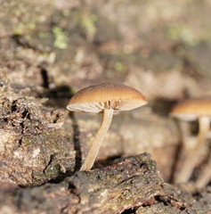 Simocybe phlebophora