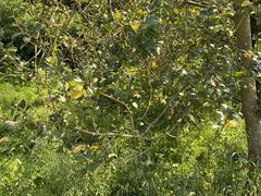 Magnoliopsida