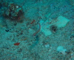 Plagiotremus ewaensis