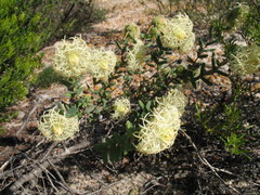 Pimelea sessilis