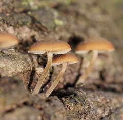 Simocybe phlebophora