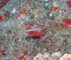 Plagiotremus ewaensis