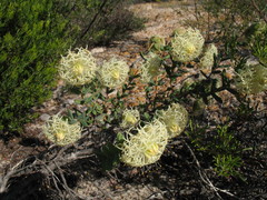Pimelea sessilis
