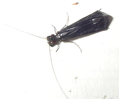 Mystacides sepulchralis