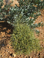 Hakea auriculata