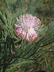 Isopogon divergens