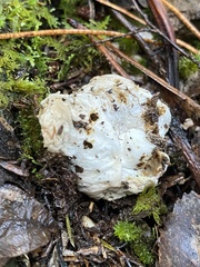 Boletus semigastroideus