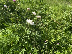 Paeonia