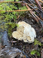 Boletus semigastroideus