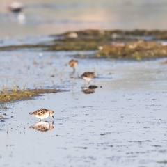 Calidris minuta