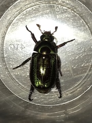 Pelidnota glabra