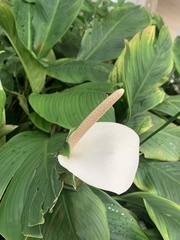 Spathiphyllum cannifolium