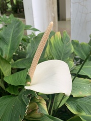 Spathiphyllum cannifolium