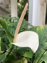 Spathiphyllum cannifolium