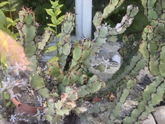 Euphorbia