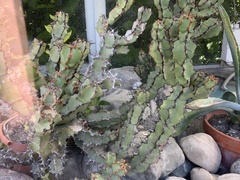 Euphorbia