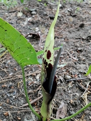 Arum dioscoridis