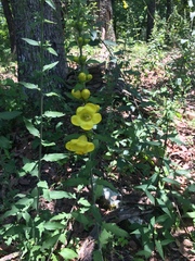 Aureolaria virginica