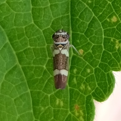 Macugonalia leucomelas