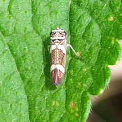 Macugonalia leucomelas