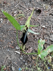 Arum dioscoridis