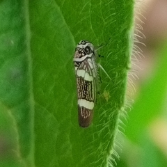 Macugonalia leucomelas