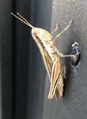 Bermius