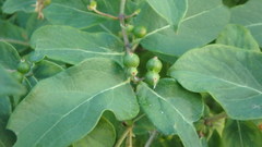 Lonicera